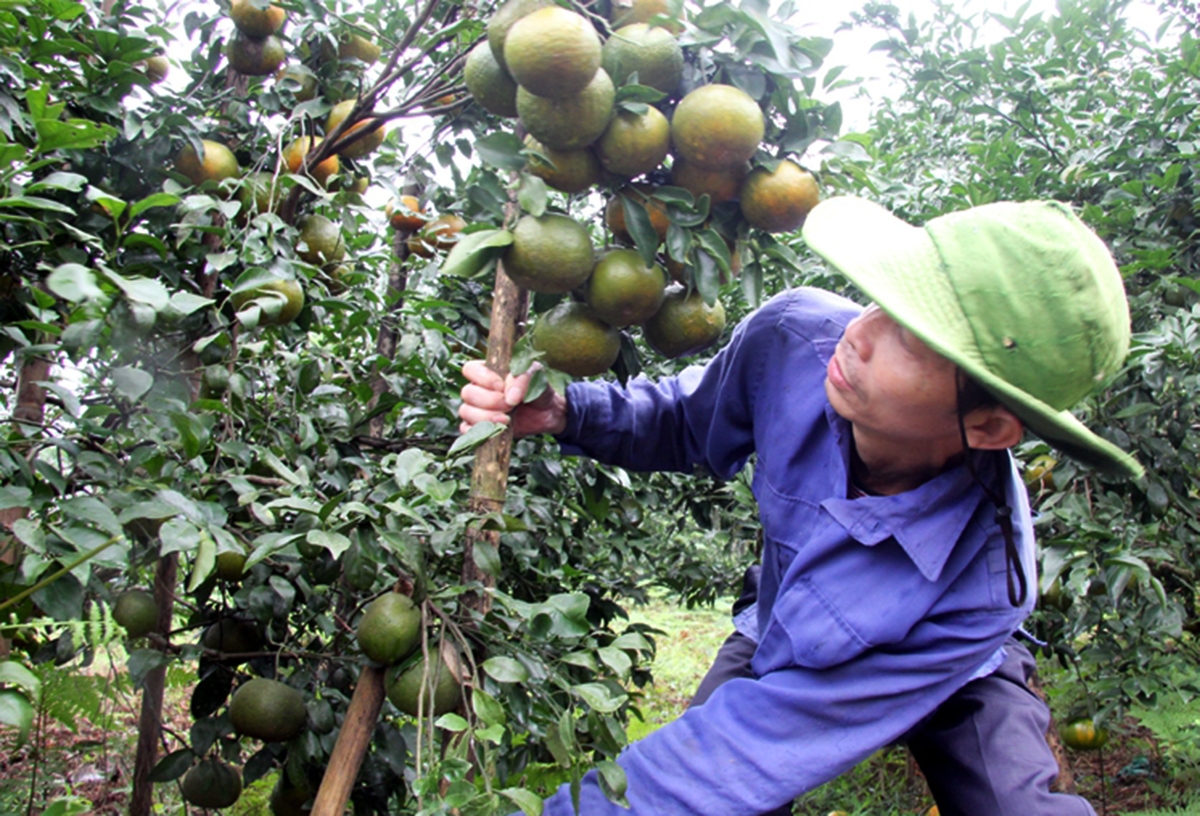 Nông sản thế mạnh là điểm tựa xây dựng nông thôn mới ở Huơng Sơn.