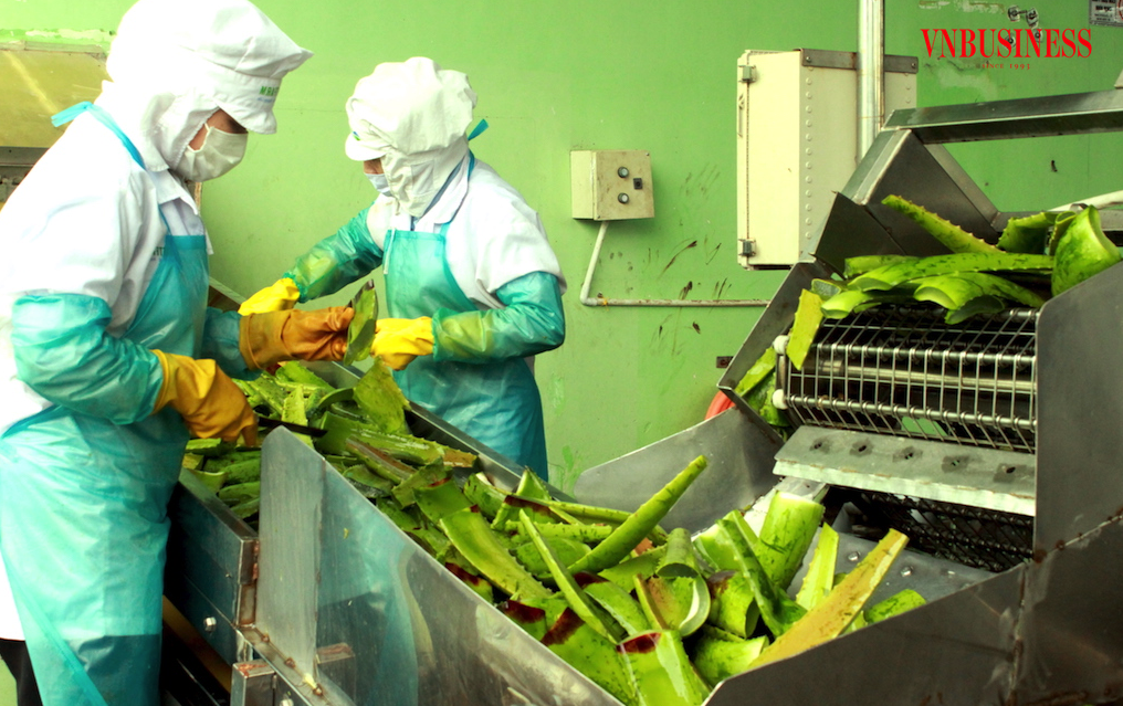 Các DN làm nông nghiệp nên biến áp lực hút “vốn xanh” thành việc đổi mới quy trình sản xuất để vừa nâng cao vị thế DN và vừa có được các giải pháp phát triển nông nghiệp bền vững.