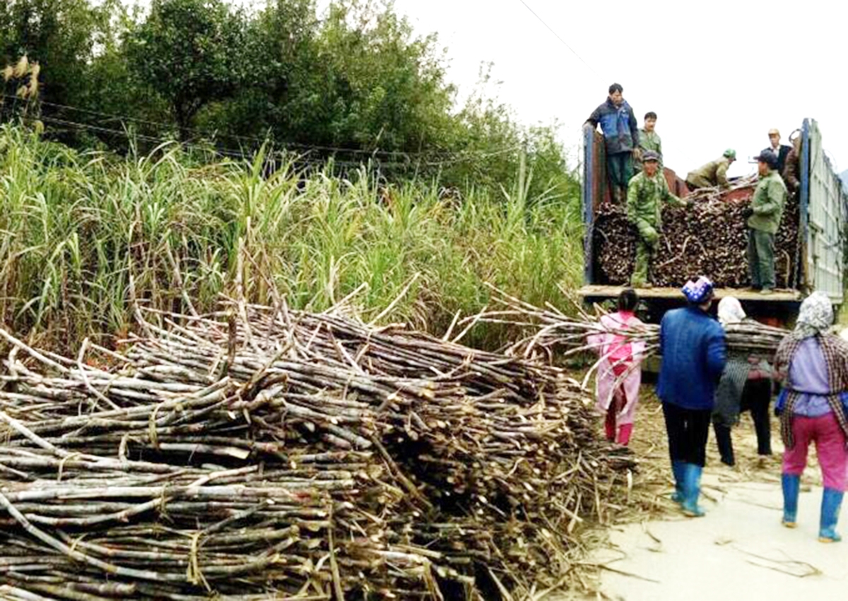Mía đang là cây trồng chủ lực, làm giàu cho nhiều người dân ở Quảng Hòa &lpar;Ảnh: BCB&rpar;.