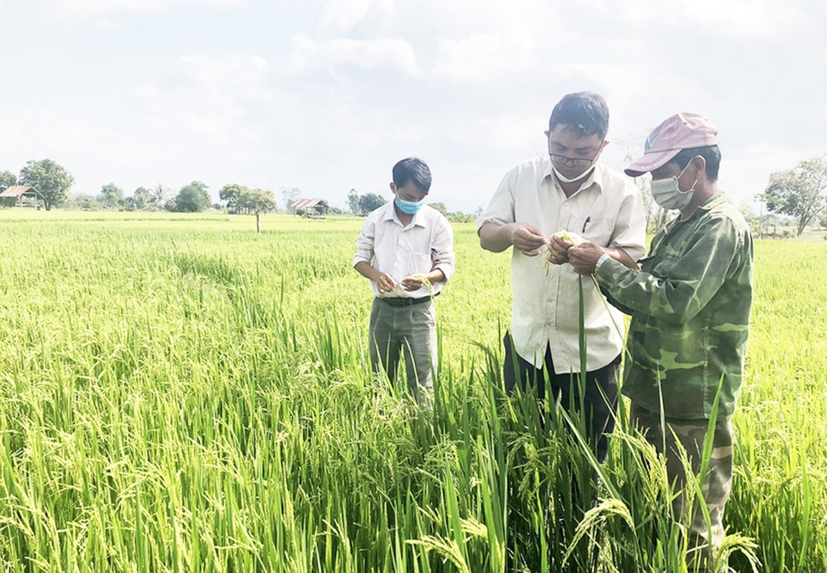 Chuyển đổi cơ cấu nông nghiệp hiệu quả là chìa khóa xây dựng nông thôn mới ở Krông Pa &lpar;Ảnh: Lê Nam&rpar;.