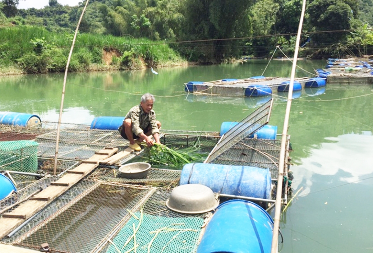 Nuôi cá lồng là nghề nhiều tiềm năng để nhân rộng ở Quảng Hòa &lpar;Ảnh: BCB&rpar;.