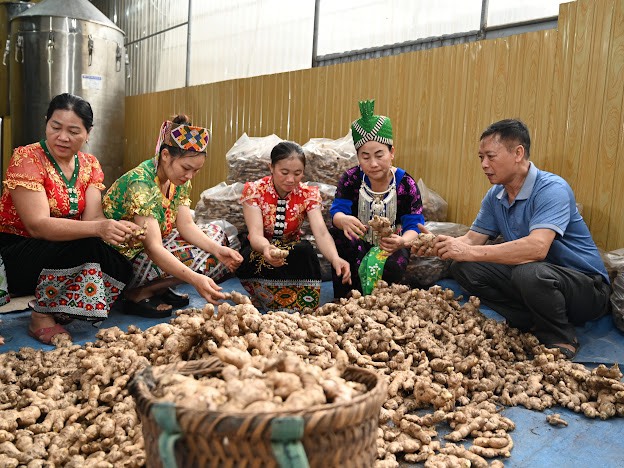Gừng Kỳ Sơn đang có đầu ra khá thuận lợi nhờ có HTX đứng ra bao tiêu.