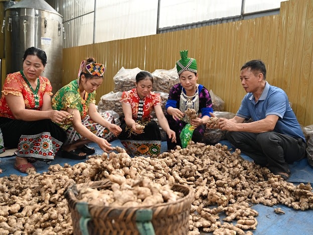 Gừng Kỳ Sơn đang có đầu ra khá thuận lợi nhờ có HTX đứng ra bao tiêu.