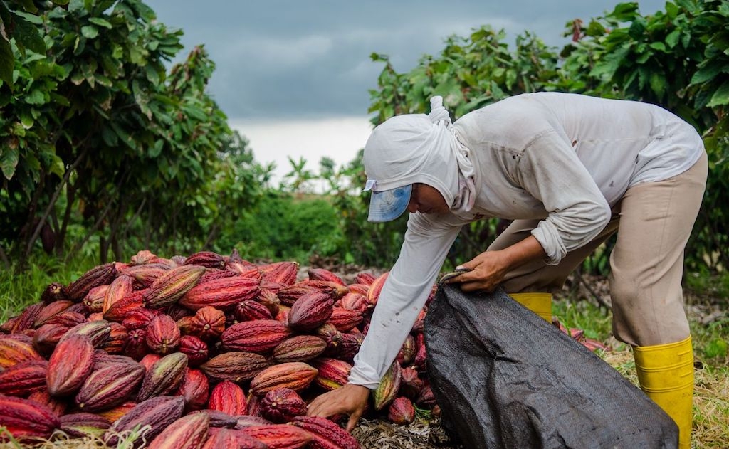 HTX Ca cao Châu Đức đang canh tác khoảng 100ha ca cao theo chuỗi liên kết, năng suất bình quân từ 6-10 tấn ca cao tươi/ha/năm.