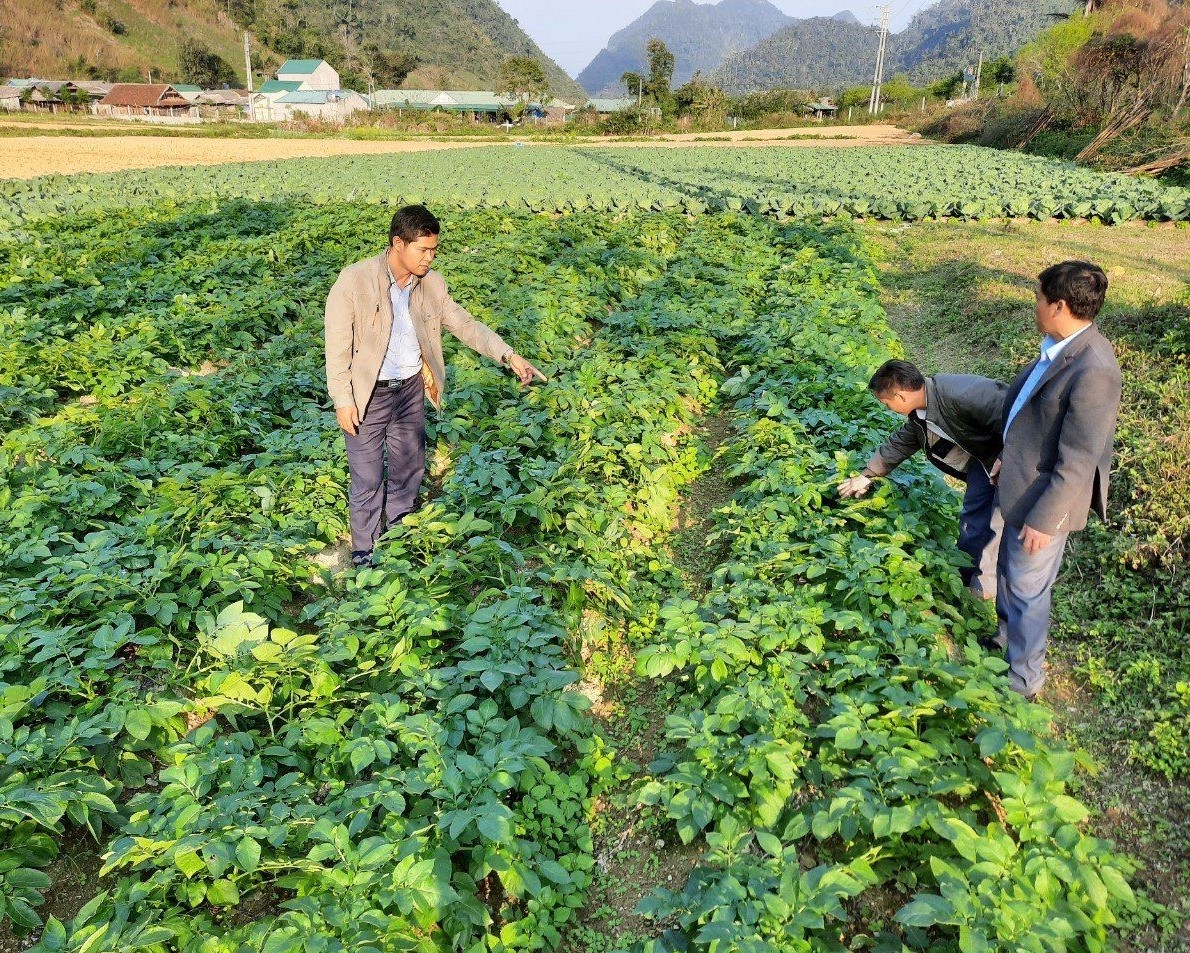 Mô hình trồng rau của HTX Khe Nhinh đang mang lại thu nhập cao đến 4-5 lần so với trồng lúa.