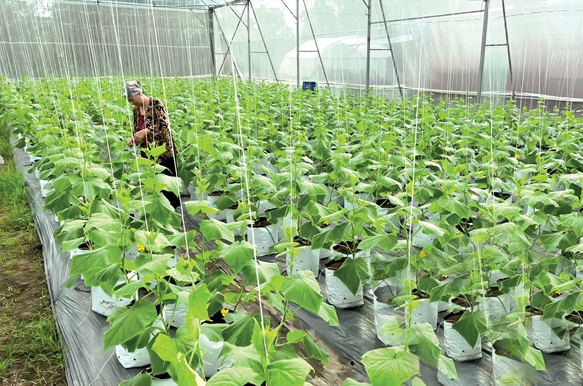 Những thay đổi trong tư duy sản xuất đang giúp nông dân Kiến Xương ngày càng giàu &lpar;Ảnh: Thu Thủy/BTB&rpar;.