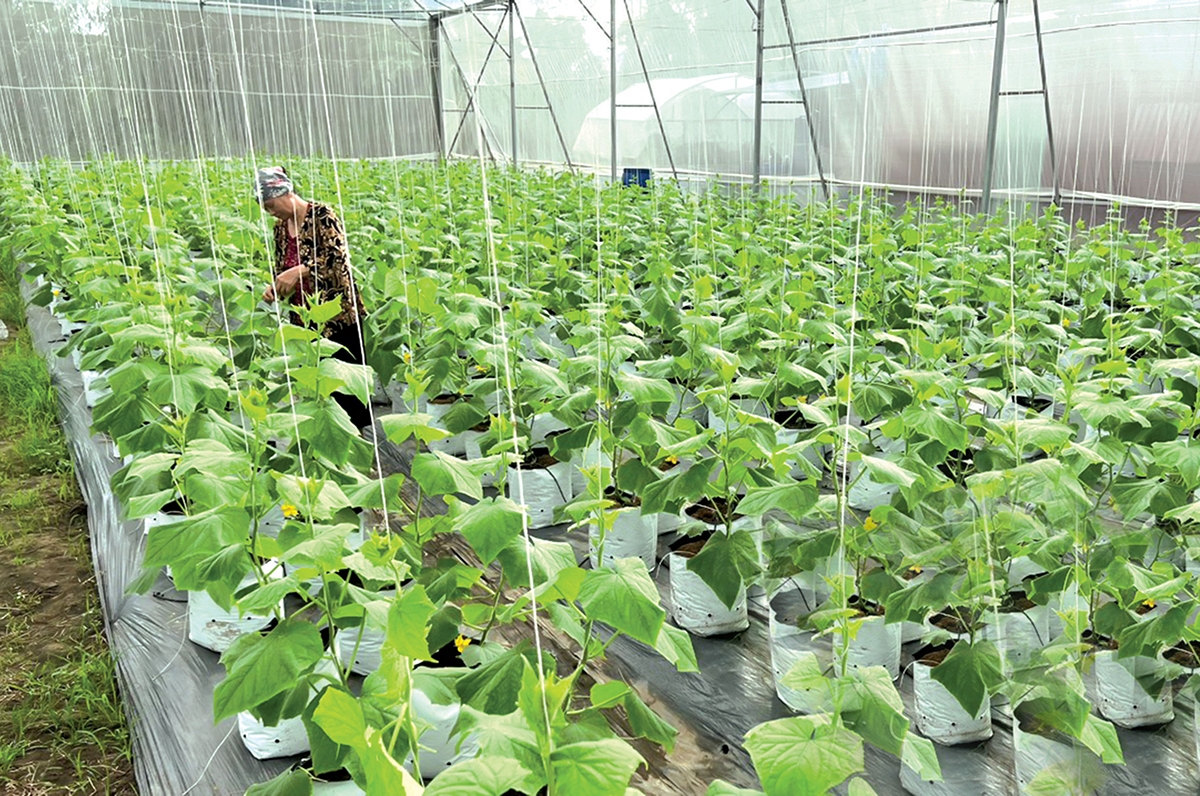 Những thay đổi trong tư duy sản xuất đang giúp nông dân Kiến Xương ngày càng giàu &lpar;Ảnh: Thu Thủy/BTB&rpar;.