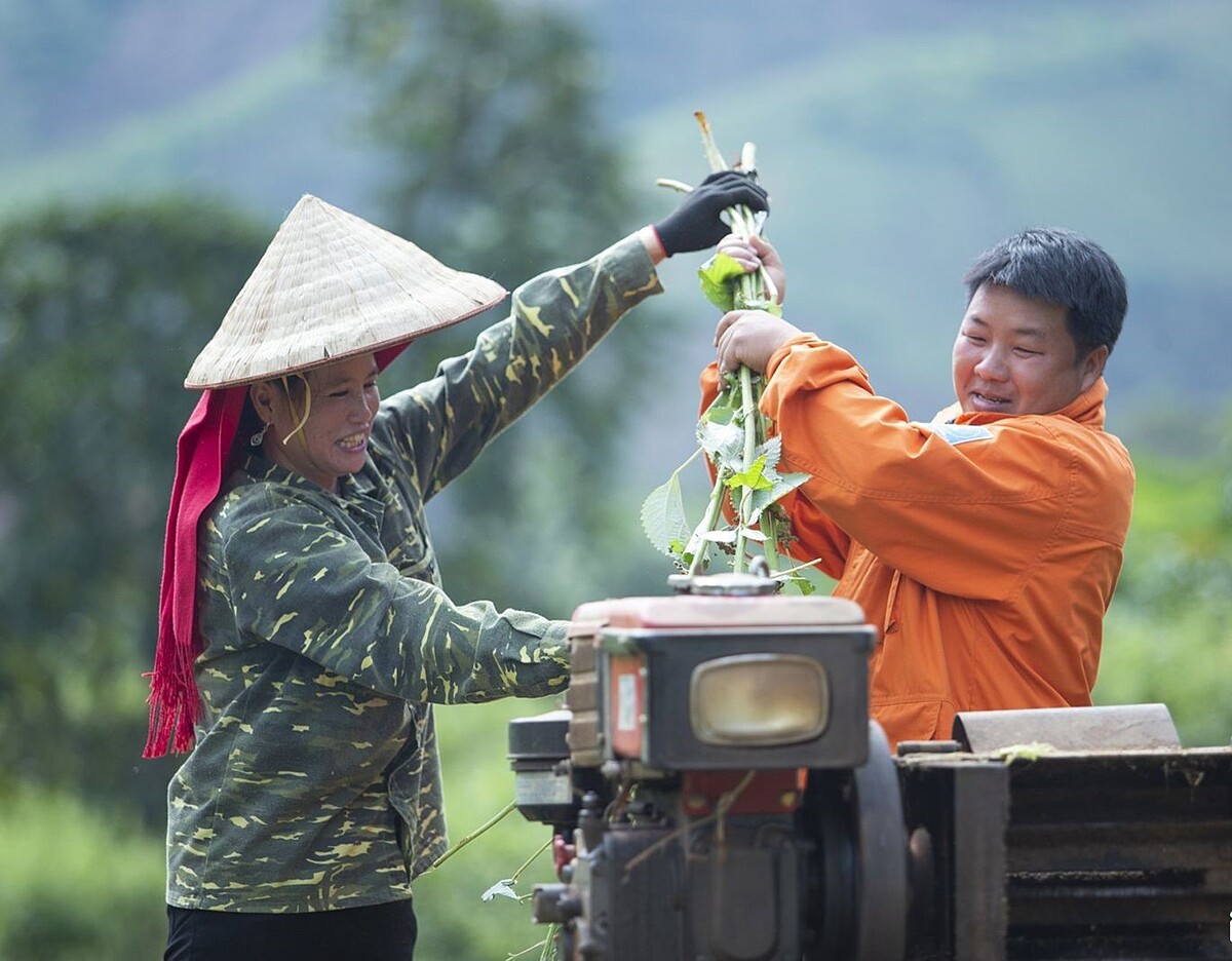 Trồng cây gai xanh theo chuỗi giá trị hàng hóa đang giúp người dân nâng cao thu nhập, giảm nghèo.