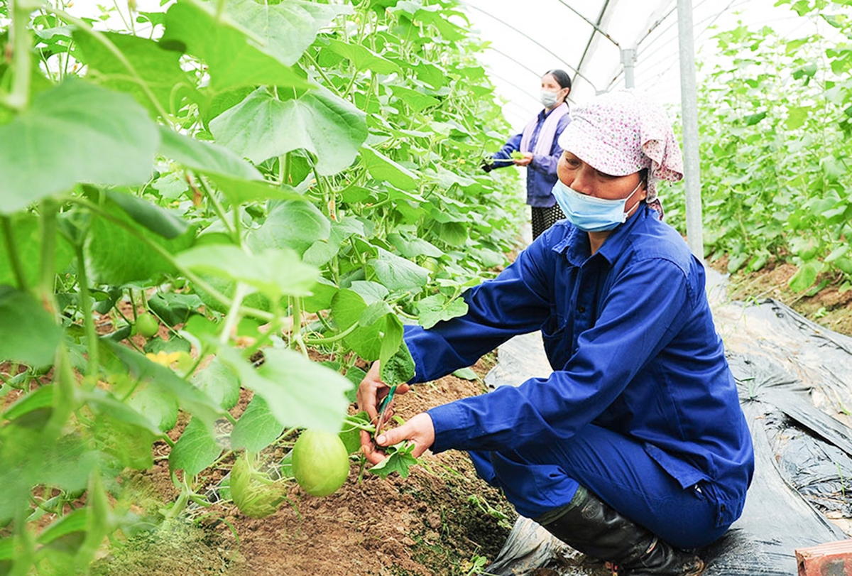 Ngành nông nghiệp tỉnh Ninh Bình đang chú trọng thúc đẩy chuỗi giá trị gắn với công nghệ cao.