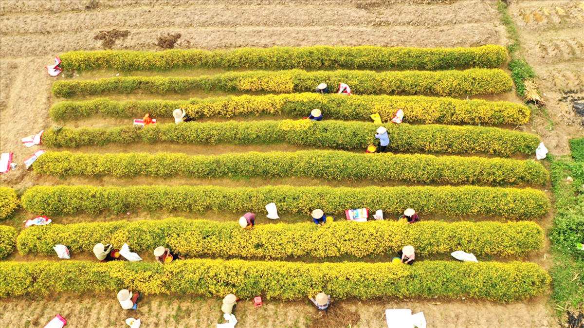 Những đổi mới trong tư duy đang giúp nhiều nông dân ở Ninh Bình làm giàu.