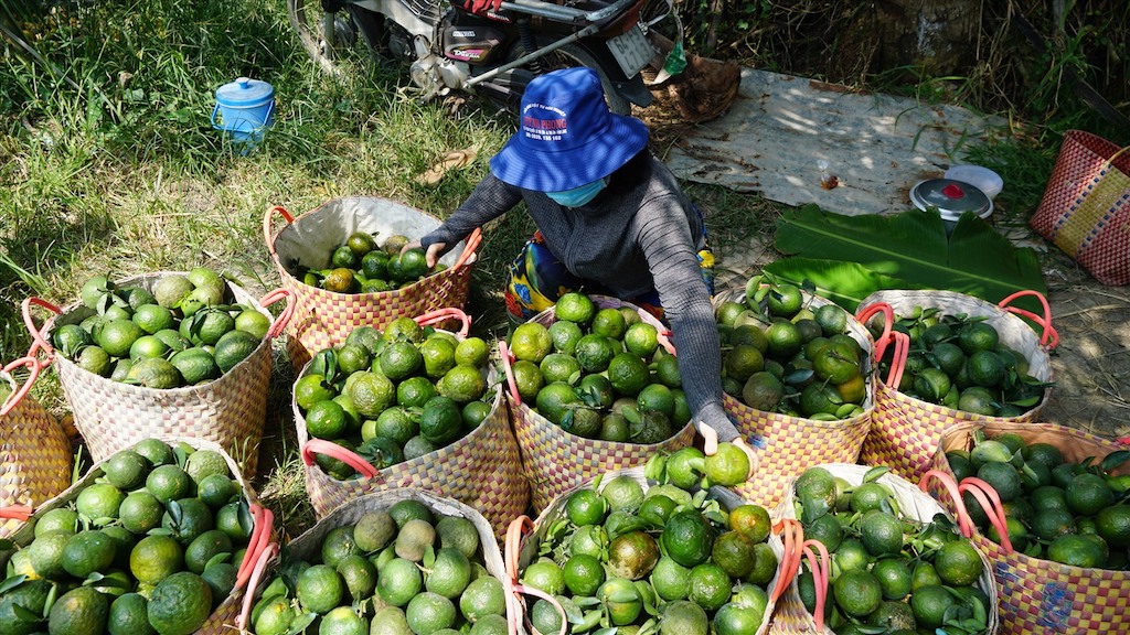 Huyện Tam Bình cần khắc phục các vấn đề khó khăn của trái cam sành để giúp các HTX cam sành phát triển tốt hơn.