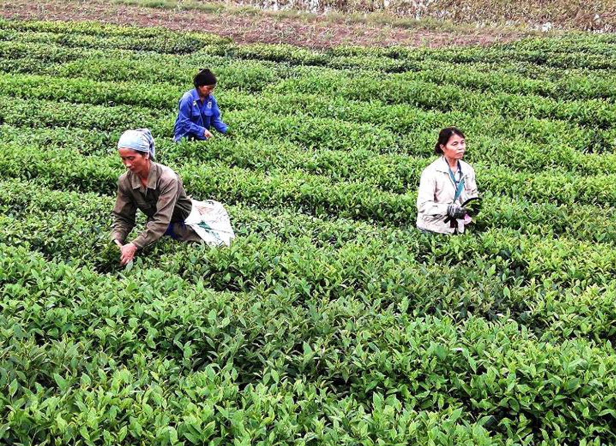 Sản xuất chè VietGAP, hữu cơ mang lại thu nhập cao cho người dân Hạ Hòa.