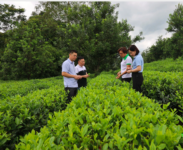 Mô hình trồng chè của HTX sản xuất kinh doanh và dịch vụ tổng hợp Bình Thuận