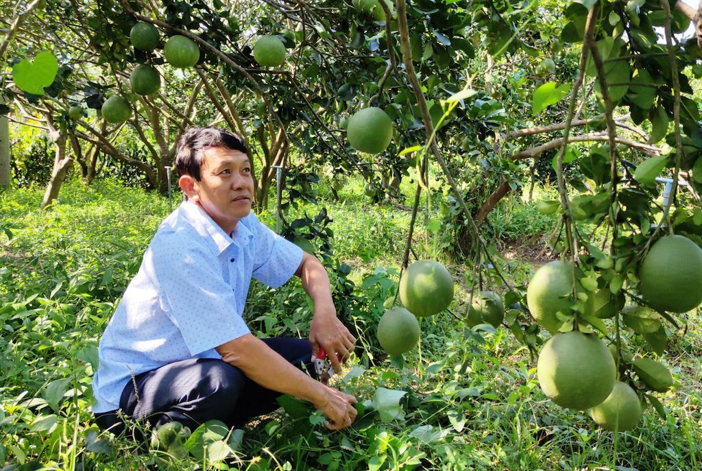 HTX cây ăn trái sạch Khánh Hưng đang thành công với những vườn bưởi da xanh được thực hiện theo hình thức hữu cơ.