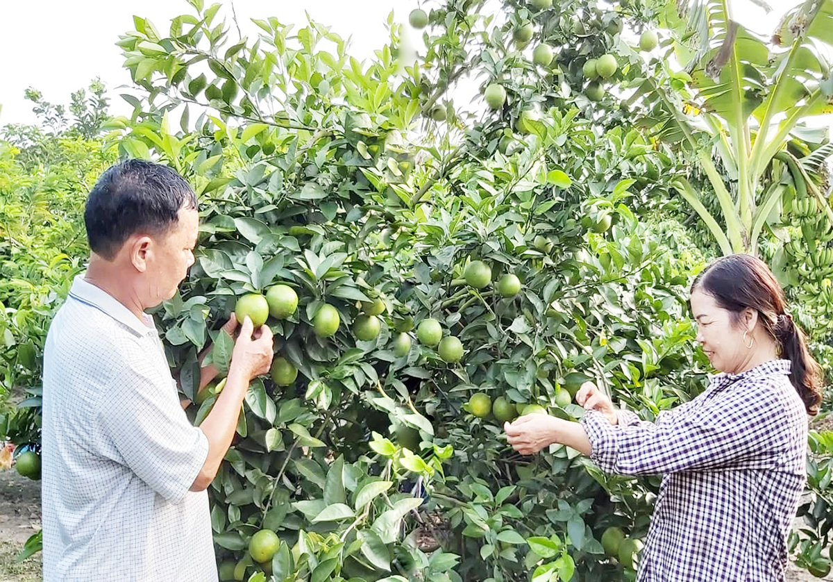 Đông Triều đang hướng tới xây dựng ngành nông nghiệp xanh, hiện đại, bền vững &lpar;Ảnh: BQN&rpar;.