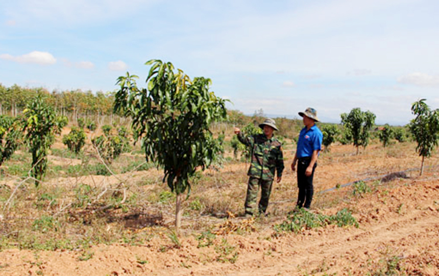 Nhờ tham gia vào HTX, nhiều hộ nông dân đã thoát nghèo vươn lên ổn định cuộc sống.