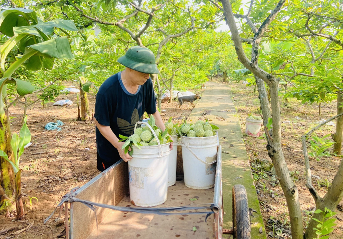 Na Đông Triều ngày càng khẳng định thương hiệu, mang lại hiệu quả kinh tế cao &lpar;Ảnh: BQN&rpar;.
