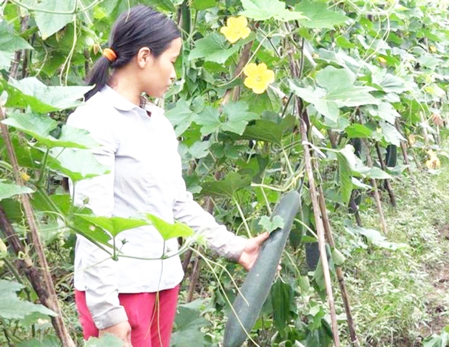 Hạ Hòa đang đẩy mạnh đa dạng hóa cây trồng theo hướng nâng cao giá trị gia tăng.