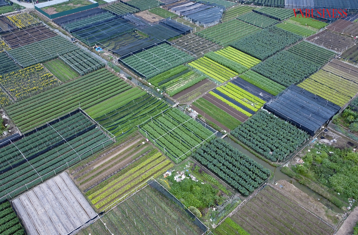 Nằm cách trung tâm TP Hà Nội khoảng 12km, HTX Số 1 Tây Tựu &lpar;tại quận Bắc Từ Liêm&rpar; có truyền thống sản xuất và cung cấp hoa tươi lâu đời bậc nhất Hà Nội. Với tổng diện tích lên đến gần 90ha, hiện đang trồng và cung cấp nhiều loại hoa khác nhau cho khu vực nội thành như cúc vàng, cúc trắng, đồng tiền, ly, hồng,...