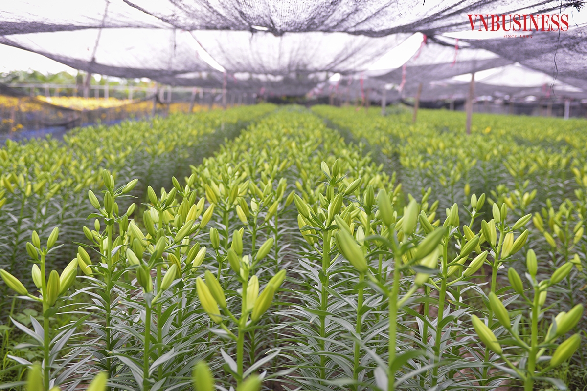 Để đảm bảo quá trình trồng và cung cấp hoa tươi được ổn định, HTX Số 1 Tây Tựu đã đưa ra nhiều giải pháp hữu ích cũng như áp dụng công nghệ vào quá trình trồng, chăm sóc để có thể thu hoạch hoa quanh năm.