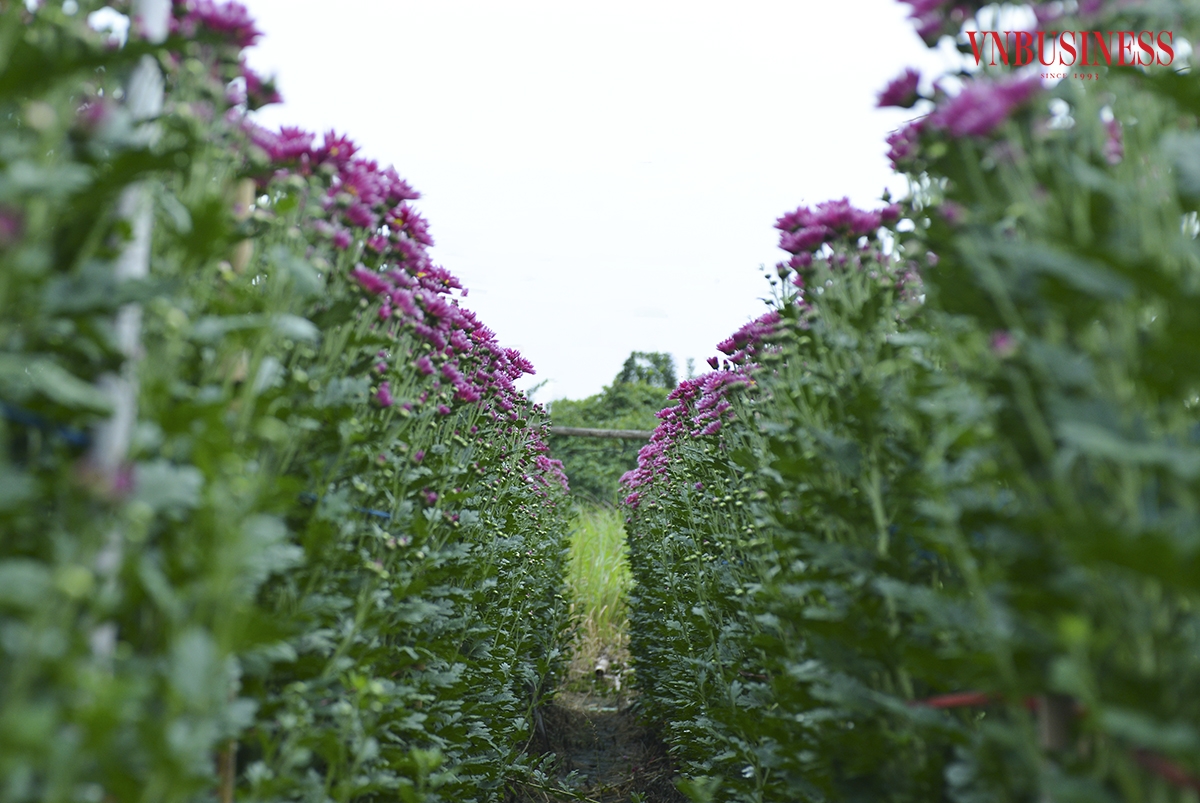 Bên cạnh cung cấp hoa cho thị trường Hà Nội, những năm gần đây hoa còn được bán cho một số tỉnh phía Bắc như Bắc Ninh, Bắc Giang, Hải Dương, Hải Phòng, Hà Nam, Quảng Ninh,... có năm hoa được mang vào các tỉnh miền Nam.