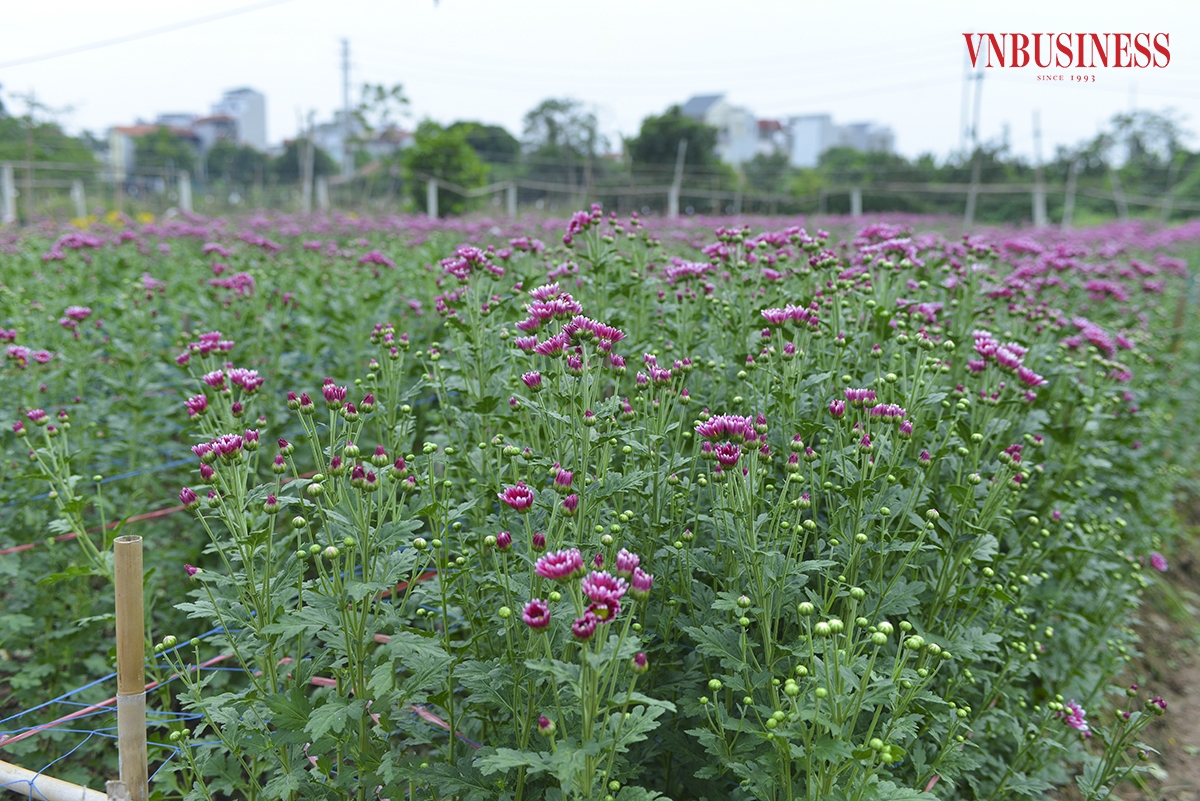 Năm 2017, làng hoa Tây Tựu vinh dự được đón nhận danh hiệu “Làng nghề truyền thống Hà Nội”. Hiện hầu hết diện tích đất nông nghiệp ở đây được dùng để trồng hoa, điều này cũng đã tạo nên thương hiệu của làng hoa Tây Tựu. Phạm Hòa