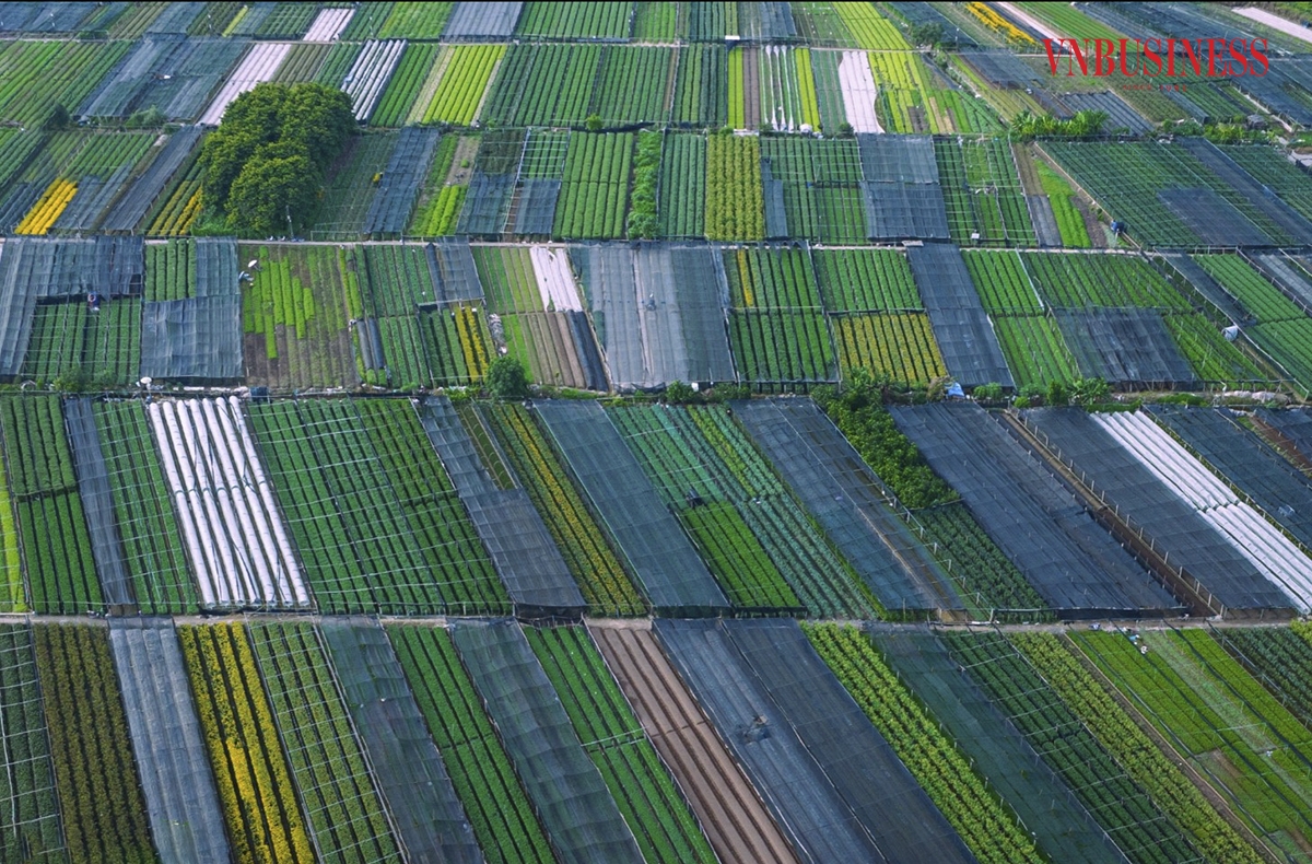 Hằng năm, cứ vào khoảng tháng 9, tháng 10 &lpar;âm lịch&rpar;, các hộ thành viên nơi đây lại hối hả chăm sóc cây để chuẩn bị cho mùa thu hoạch hoa lớn nhất trong năm.