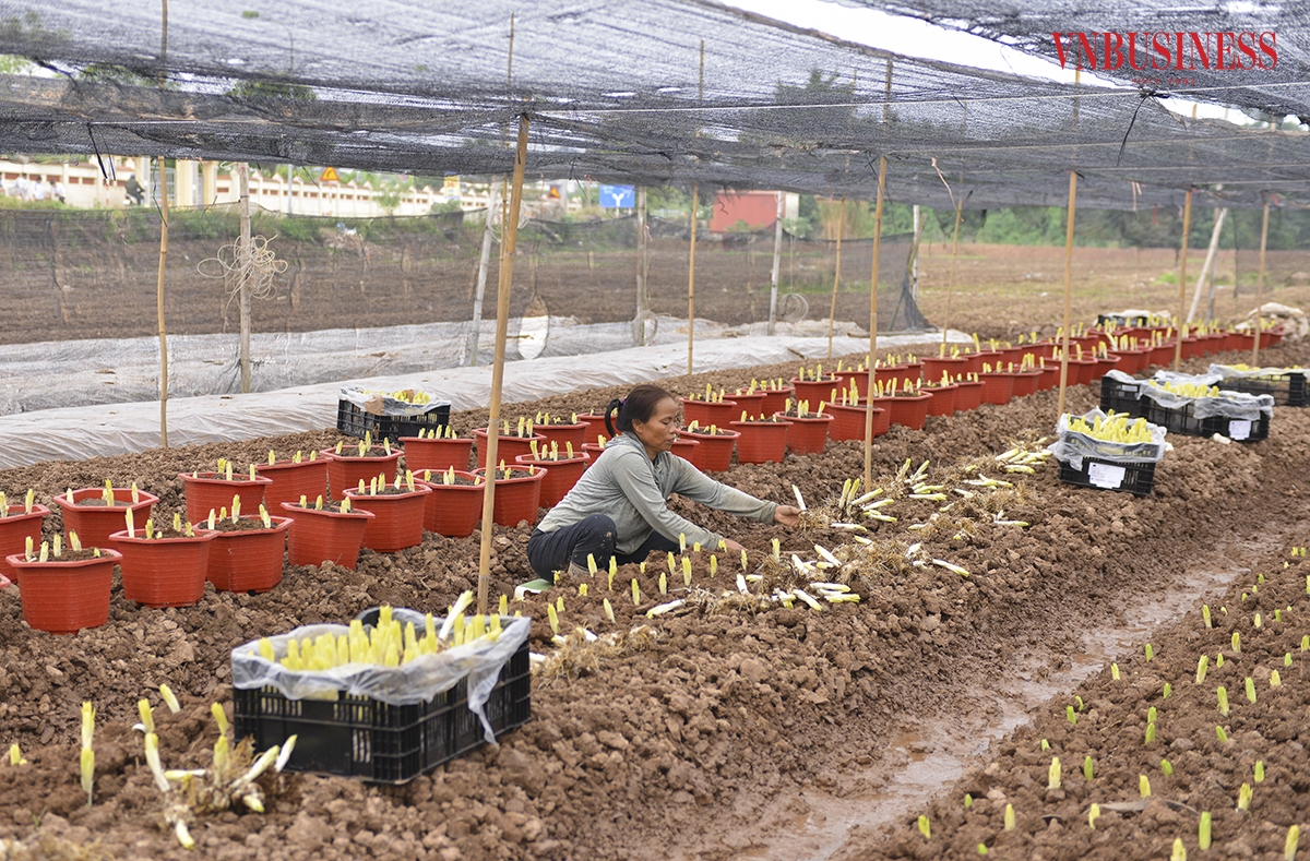 Một số hộ đã gieo trồng hoa ly cách đây khoảng 1 tháng, hiện nhiều luống hoa đã phát triển cao hơn mặt đất từ 30-50 cm. Lứa hoa này phục vụ người dân vào dịp Tết Dương lịch.