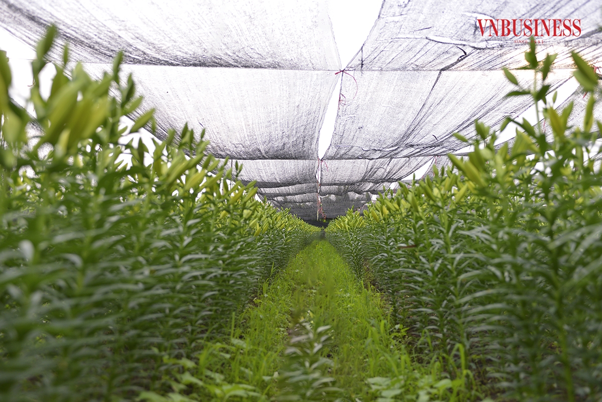 Để có được lứa hoa Ly phục vụ người dân đón Tết âm lịch, các hộ thành viên bắt đầu xuống giống. Theo người dân, thì thời gian kể từ khi xuống giống cho đến khi thu hoạch sẽ mất khoảng từ 60 – 70 ngày &lpar;tùy từng loại&rpar;.