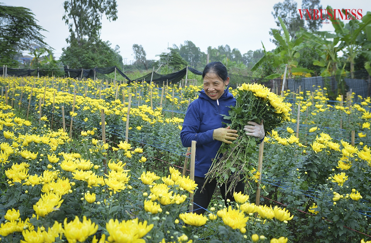 Theo Bà Nguyễn Thị Tuyết – Thành viên Hợp tác xã Số 1 Tây Tựu, ngoài việc cung ứng trực tiếp tại vườn cho các thương lái thì người dân còn thực hiện bán trực tiếp tại các chợ hoa đầu mối, như chợ hoa Quảng Bá, chợ hoa Hà Đông...