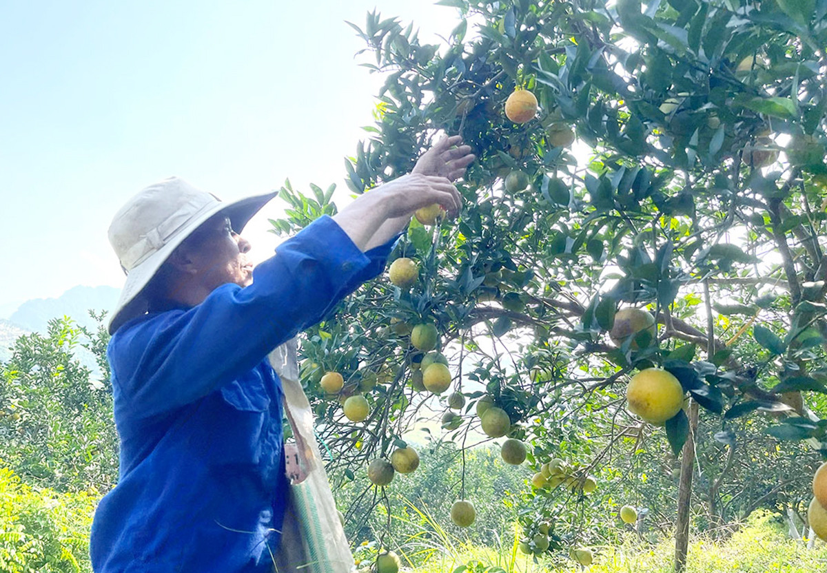 Cao Phong chú trọng thúc đẩy nông nghiệp theo hướng xanh, bền vững &lpar;Ảnh: BHB&rpar;.