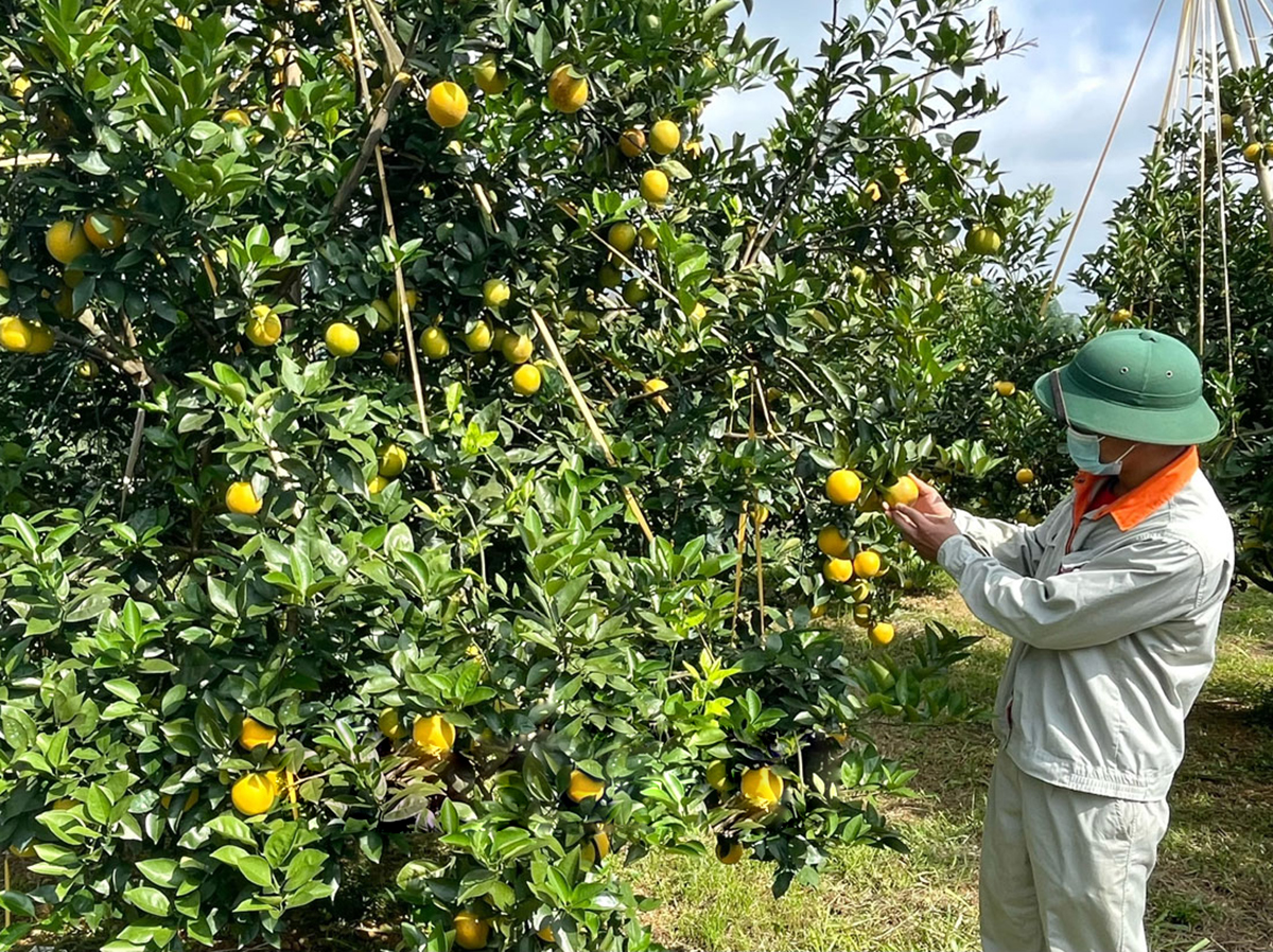 Huyện chú trọng phát huy vai trò của HTX, doanh nghiệp để hình thành các chuỗi sản xuất &lpar;Ảnh: BHB&rpar;.