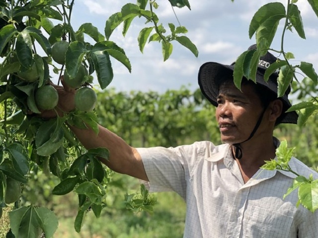 Liên kết với HTX để thuận lợi trong khâu tiêu thụ sản phẩm, đáp ứng nhu cầu thị trường, giúp tăng thu nhập cho người nông dân.