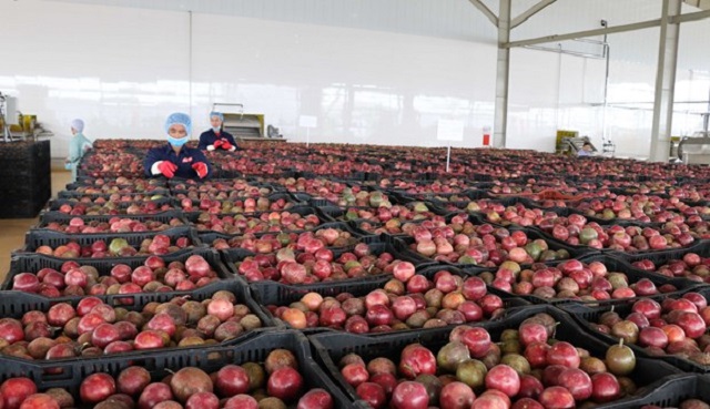 Gia Lai đang chú trọng khâu tổ chức kết nối giữa doanh nghiệp - HTX với nông dân từ khâu giống, tiêu thụ, chế biến và xuất khẩu.