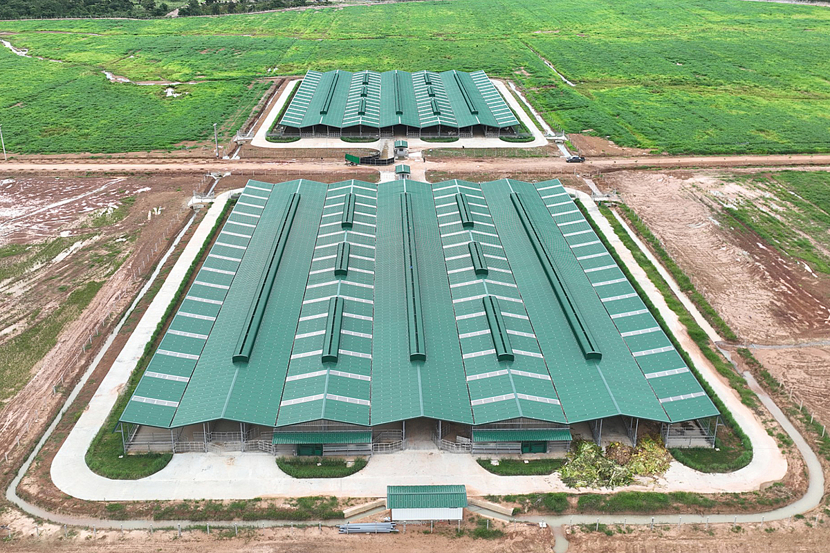 Trang trại bò của Thaco Argi.