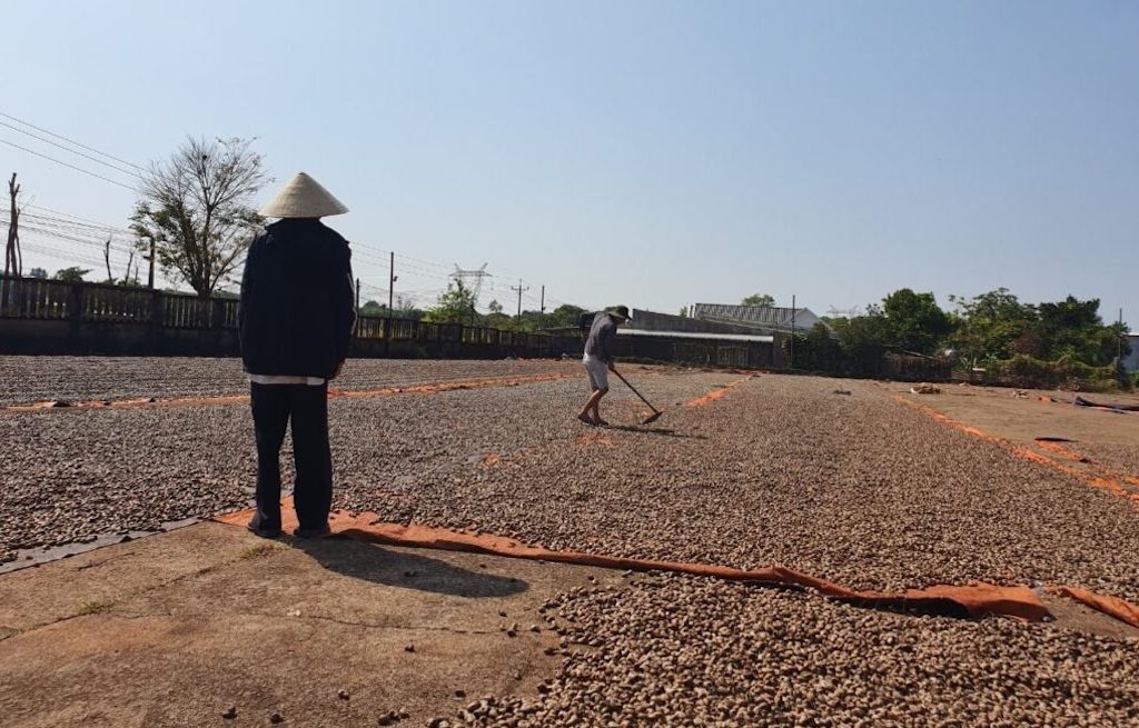 Tham gia cùng các HTX sản xuất điều hữu cơ giúp nhiều bà con dân tộc thiểu số ở Bù Đăng thoát nghèo bền vững.