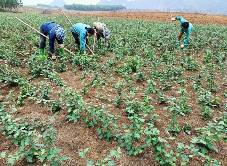 Bình quân mỗi ha cà gai leo của các thành viên HTX Nông Lâm Bảo Hiệu đạt doanh thu trên 400 triệu đồng.