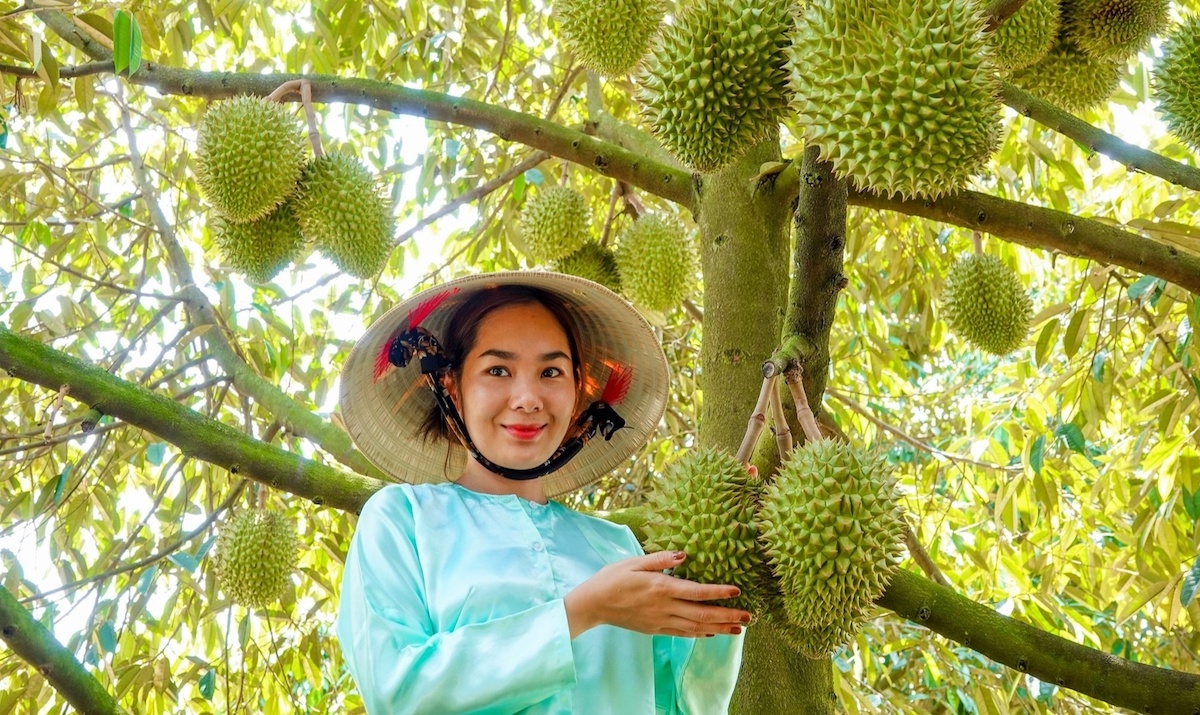 Sầu riêng Việt Nam gặt trái ngọt ở thị trường Trung Quốc.