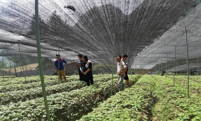 Nhiều HTX đã và đang đem lại lợi ích kép cho người dân, vừa khai thác dược liệu, vừa phát triển du lịch nông nghiệp.