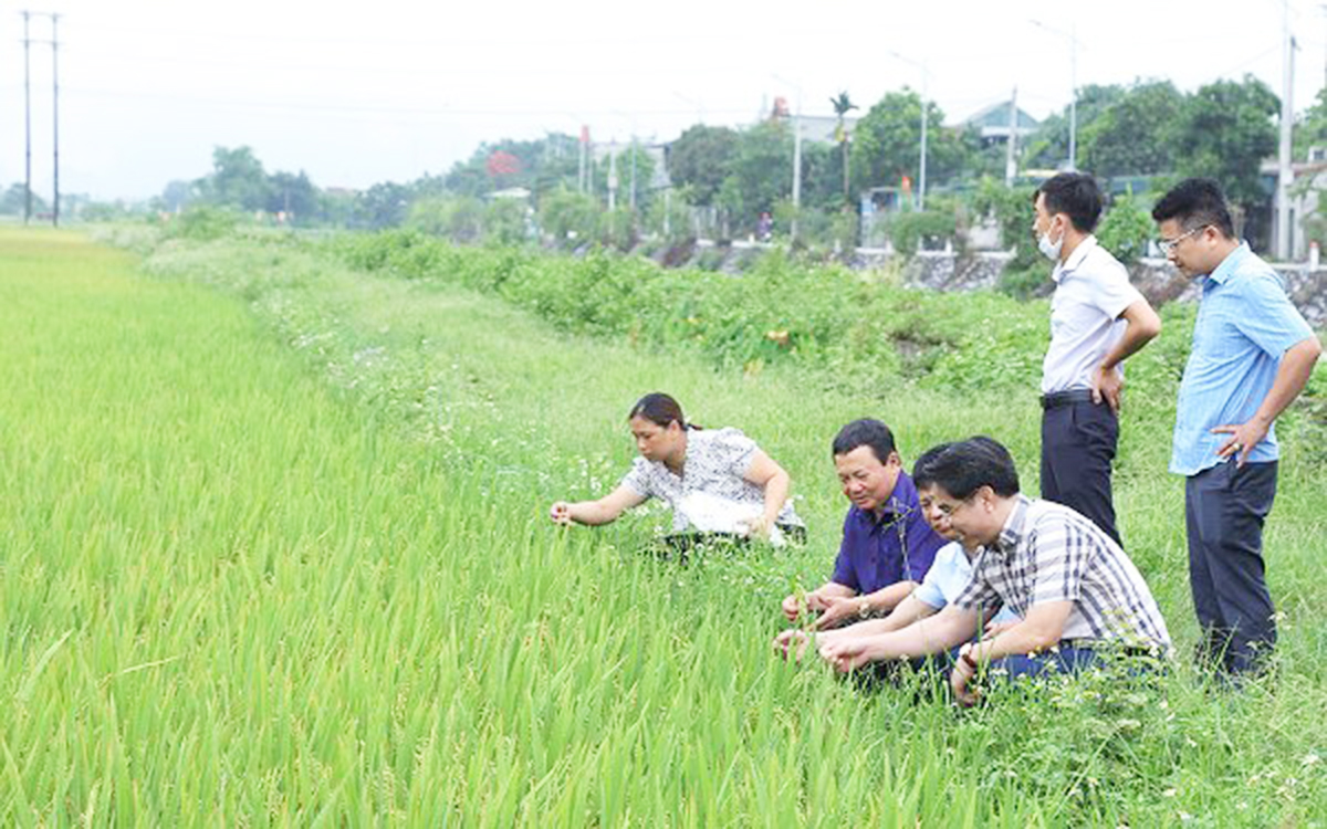 Thanh Tân đang phấn đấu đưa tỉ lệ cấy lúa bằng máy lên 100% &lpar;Ảnh: Thanh Châu&rpar;.