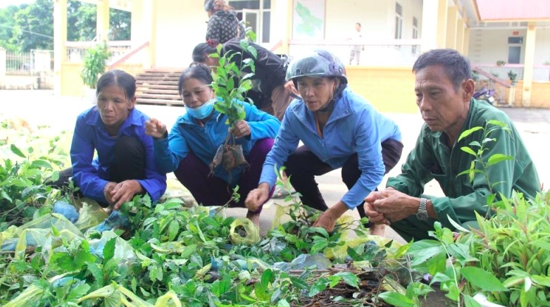 Cây chè đắng đang dần được thay thế cho các loại cây trồng hiệu quả kinh tế thấp.