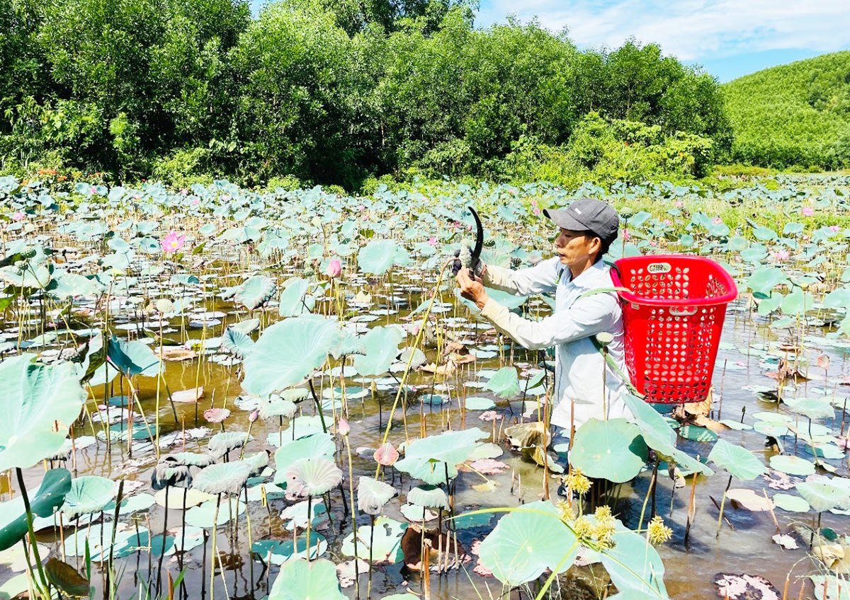 Các sản phẩm thế mạnh như rau VietGAP, hạt sen, cây ăn quả... đang làm giàu cho người dân Nông Sơn &lpar;Ảnh: BQN&rpar;.