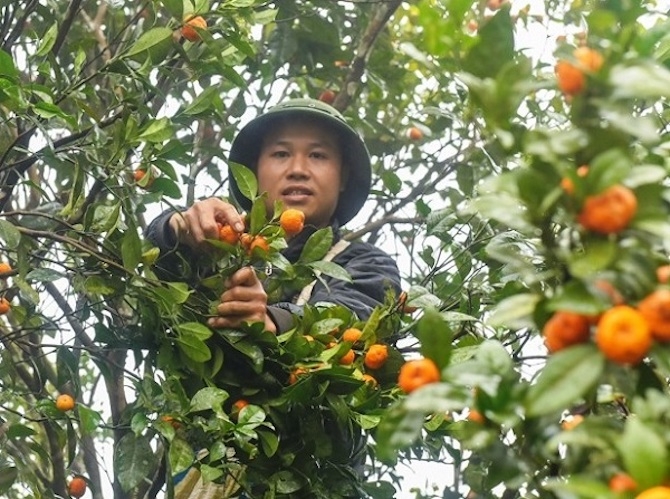 Cây quýt hôi được người dân mở rộng diện tích, thay vì chỉ mọc dại trên rừng như trước đây.