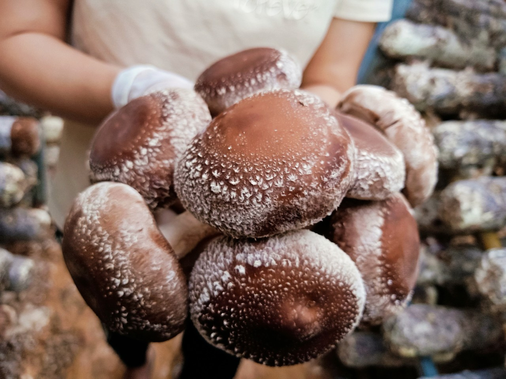 Sản phẩm nấm hương của HTX nông nghiệp Yên Công được sản xuất theo hướng hữu cơ đảm bảo vệ sinh an toàn thực phẩm.