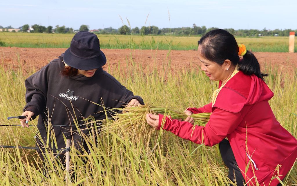 Các HTX ở Phước Chỉ đã xây dựng được mối liên kết chặt chẽ với doanh nghiệp nhằm đảm bảo đầu ra cho cây lúa chất lượng cao.