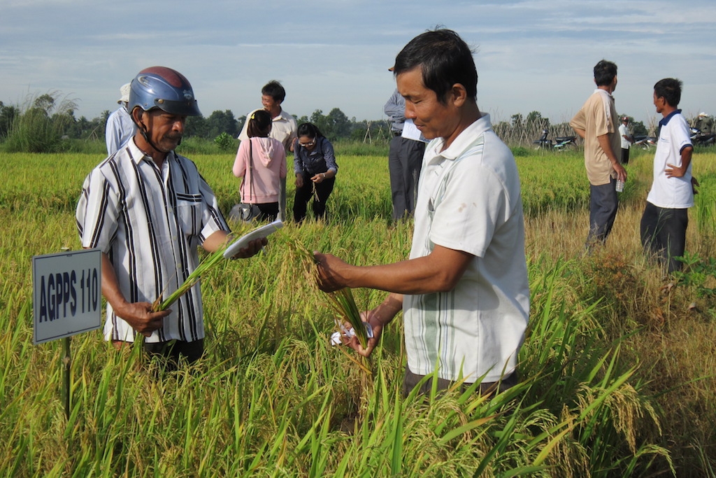 Giá bán lúa của các thành viên HTX dịch vụ nông nghiệp Phước Bình sau thu hoạch được cam kết ngay từ đầu vụ.