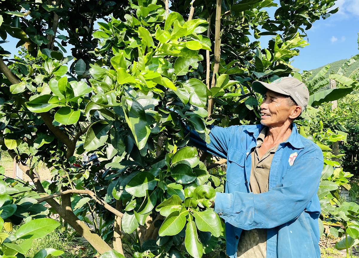 Kinh tế vườn đang tạo động lực trong phát triển nông nghiệp huyện Nông Sơn &lpar;Ảnh: BQN&rpar;.