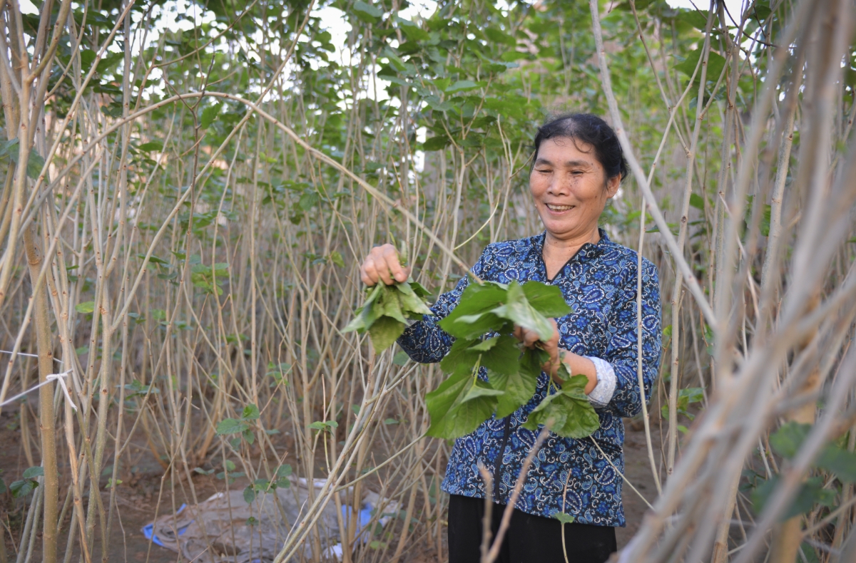 Như tên gọi của làng, người Cổ Chất đều mang trong mình những hoài cổ, những nếp sống thủa xưa nên vô cùng chất phác.