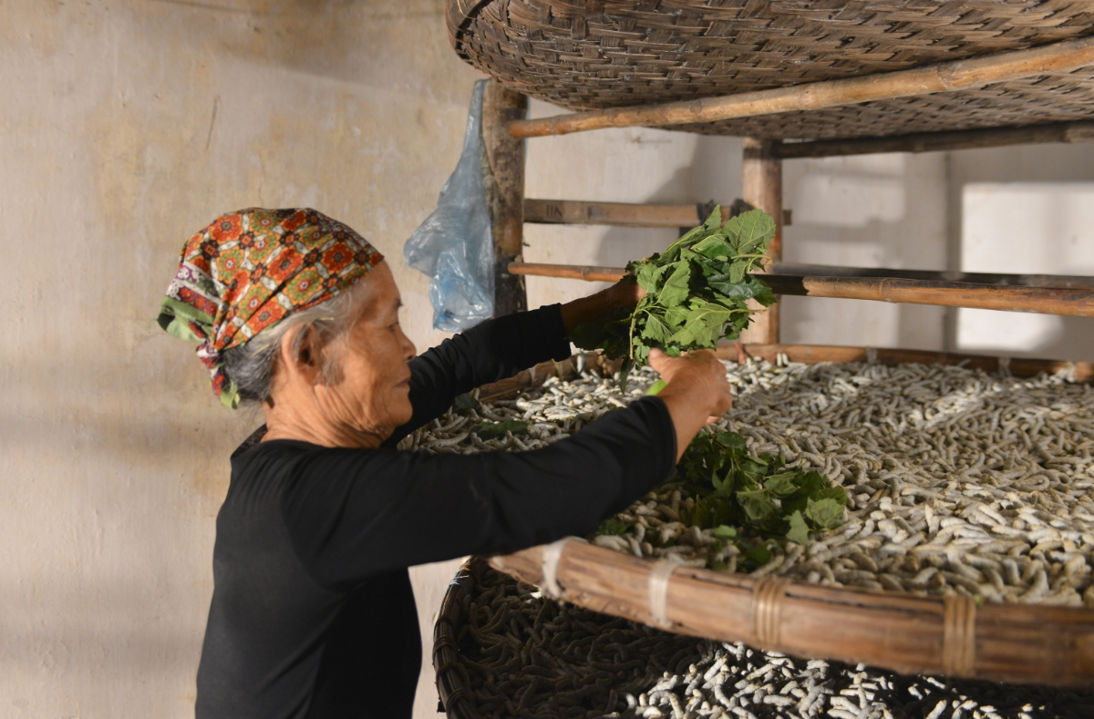 Nuôi lợn ăn cơm nằm, nuôi tằm ăn cơm đứng đủ để nói lên nỗi vất vả của người làm nghề. Theo chia sẻ của người dân làng Cổ Chất, từ lúc tằm ăn lá dâu cho đến lúc sinh ra kén để kéo thành sợi là khoảng hơn 30 ngày.