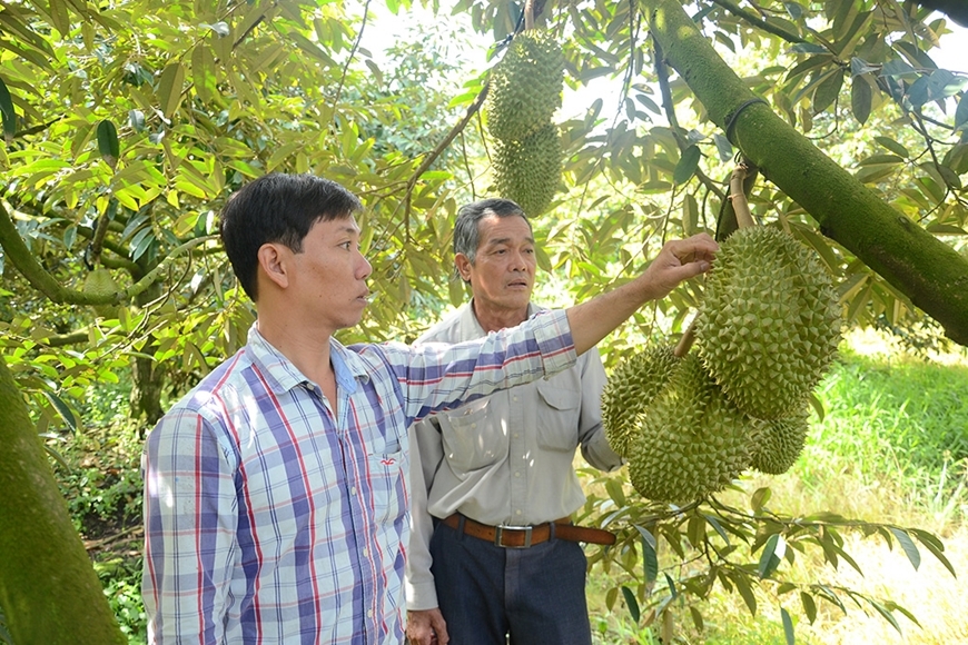 Sầu riêng là một trong những nông sản chủ lực giúp không ít hộ dân ở Tiền Giang thoát nghèo.